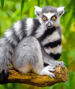 Lemur Primate Animal paint by numbers