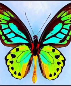 Lepidoptera Butterfly paint by numbers