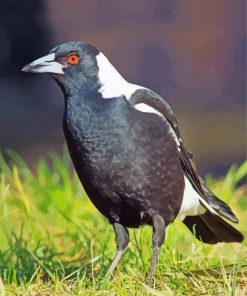 Magpie Bird Animal paint by numbers