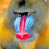 Mandrill Monkey Face paint by numbers