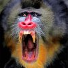 Mandrill Monkey paint by numbers