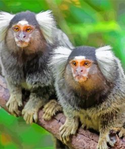 Marmosets paint by numbers