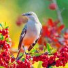 Mockingbird Animal paint by numbers