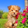 Morkie Dog With Flowers paint by numbers