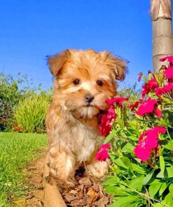 Morkie Dog With Flowers paint by numbers