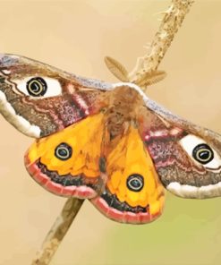 Moth Butterfly paint by numbers