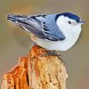 Nuthatch Bird paint by numbers