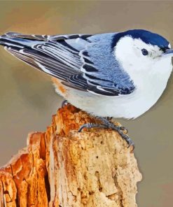 Nuthatch Bird paint by numbers