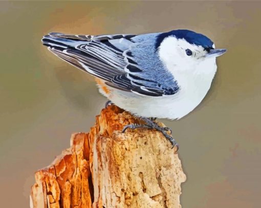 Nuthatch Bird paint by numbers