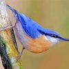 Nuthatch Bird paint by numbers