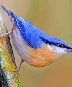 Nuthatch Bird paint by numbers