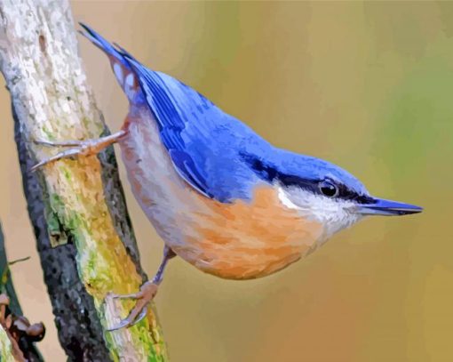 Nuthatch Bird paint by numbers