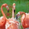 Orange Flamingo paint by numbers