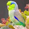 The Pacific Parrotlet paint by numbers