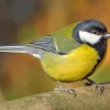 Parus Male Bird paint by numbers