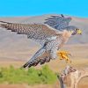 Peregrine Falcon paint by numbers