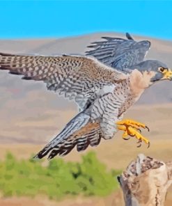 Peregrine Falcon paint by numbers