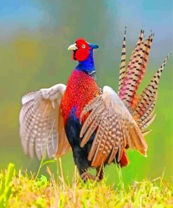 Pheasant Bird Phasianidae paint by numbers