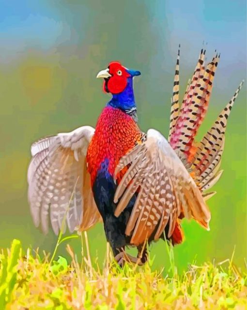 Pheasant Bird Phasianidae paint by numbers