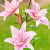 Pink Lilies paint by numbers