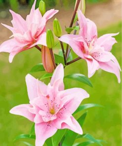 Pink Lilies paint by numbers