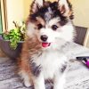 Pomsky Puppy Dog paint by number