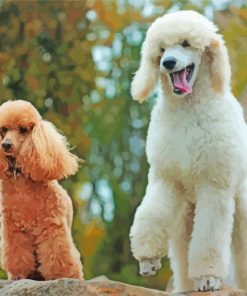 Poodle Dogs paint by numbers