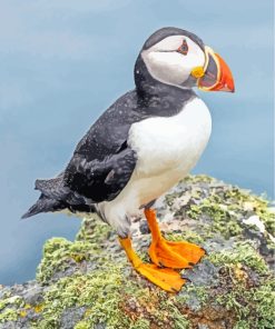 Puffin Bird Animal paint by numbers