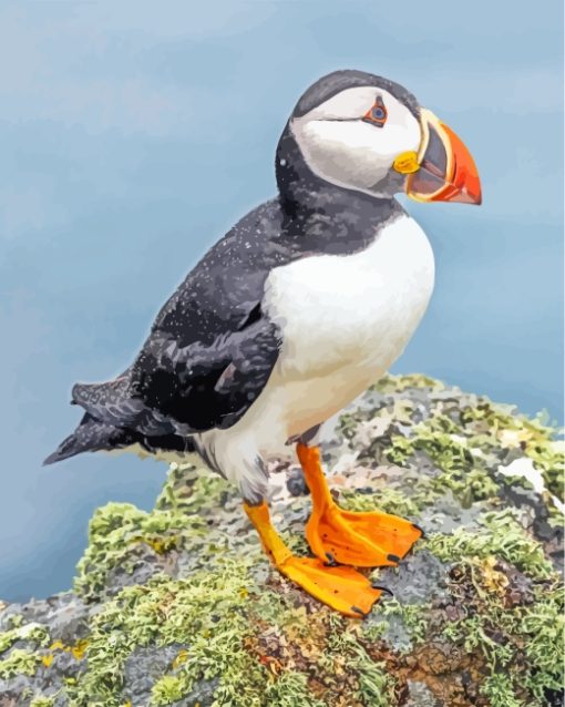 Puffin Bird Animal paint by numbers