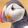 Puffin Bird paint by numbers