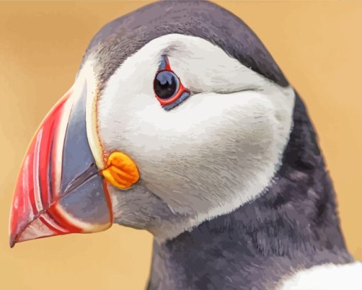 Puffin Bird paint by numbers