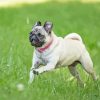 Pug Playing In Garden paint by numbers