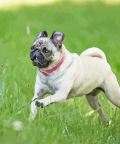 Pug Playing In Garden paint by numbers