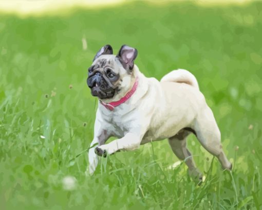 Pug Playing In Garden paint by numbers