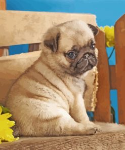 Pug Puppy paint by numbers