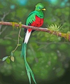 Quetzal Bird paint by numbers