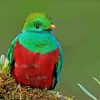 Quetzal Green Bird paint by numbers