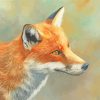 Red Fox Head paint by numbers