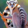 Ring-Tailed Lemur paint by numbers