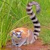 Ring-Tailed Lemur Forest paint by numbers