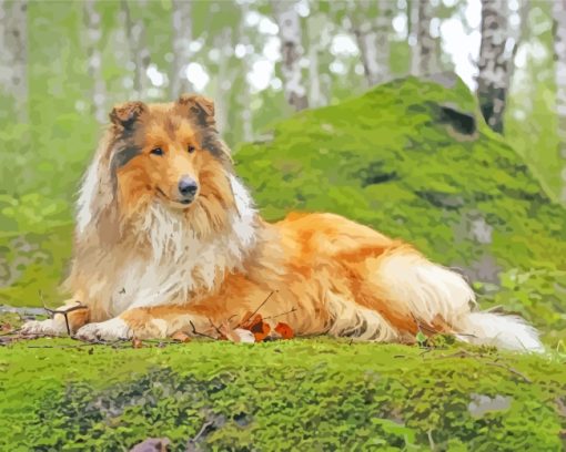 Rough Collie Dog paint by numbers