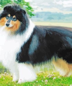 Rough Collie Dog paint by number paint by numbers