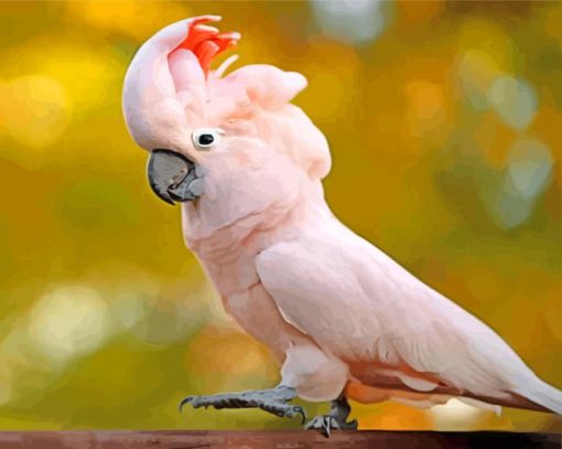 Beautiful Salmon Crested Cockatoo Bird paint by numbers