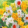 Spring Daffodil paint by numbers