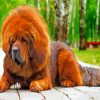 Tibetan Mastiff paint by numbers