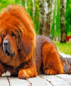 Tibetan Mastiff paint by numbers