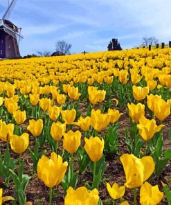 Tsurumi Ryokuchi Park Yellow Flowers paint by numbers