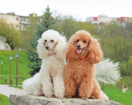 White Brown Poodles paint by numbers