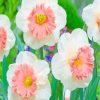 White Pink Daffodil paint by numbers