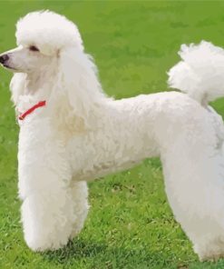 White Poodle Dog paint by numbers